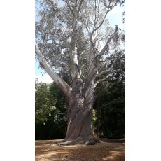 Eucalyptus delegatensis Eucalyptus delegatensis